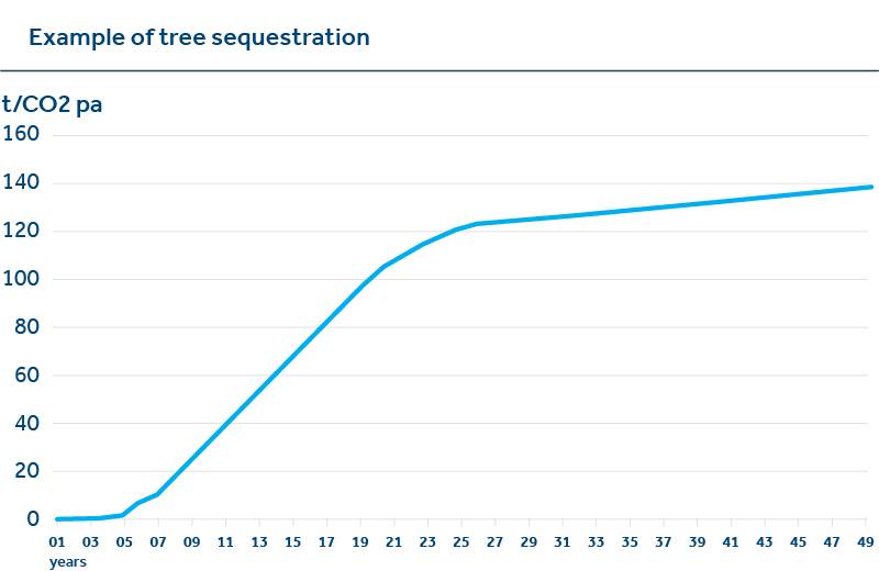 Example of tree sequestration