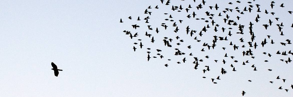 A flock of birds flying in formation across a blue sky, with one bird breaking away from the flock