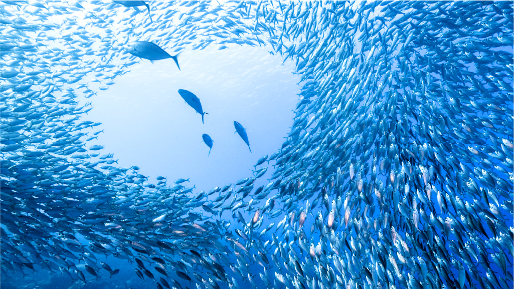 A school of fish in the ocean